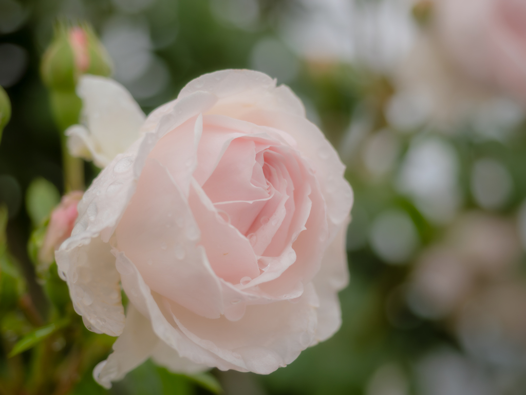 白薔薇