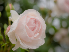 白薔薇