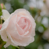 白薔薇