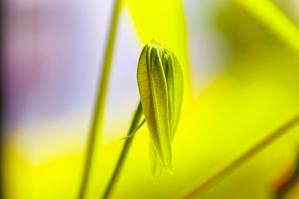 芽吹き