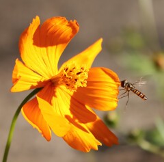 いただきます♪