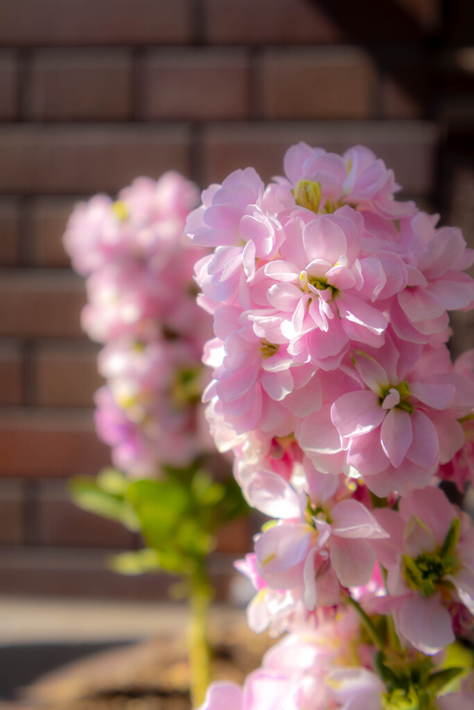 路地裏に咲く花