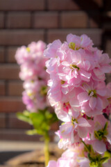 路地裏に咲く花