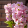 路地裏に咲く花