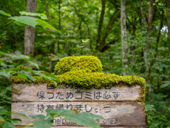 森のメッセージ