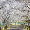 桜道