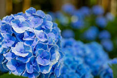 紫陽花