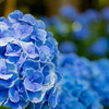 紫陽花