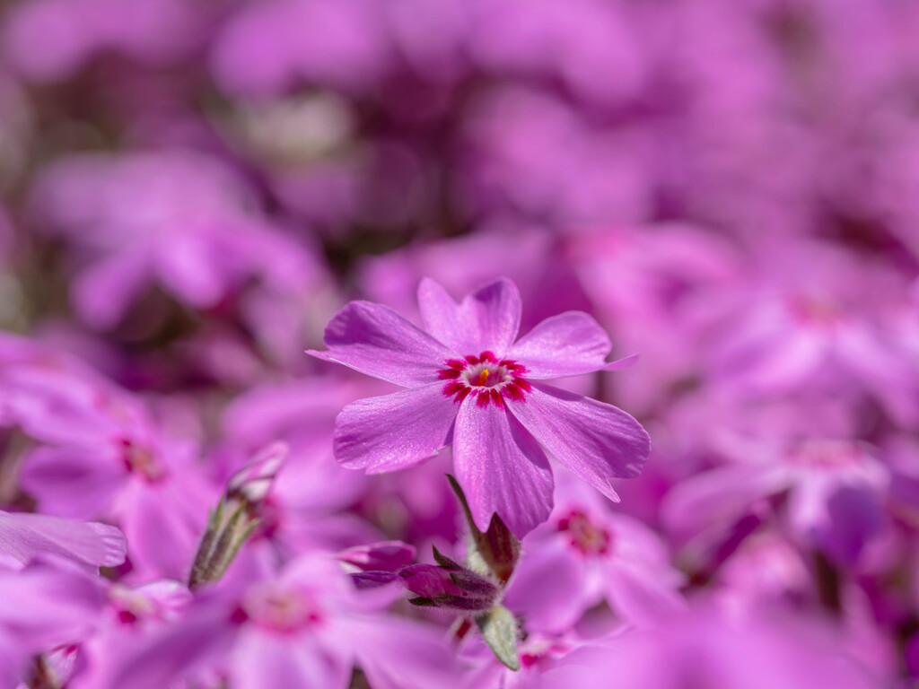 芝桜