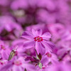 芝桜