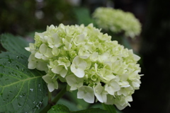 紫陽花