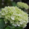 紫陽花
