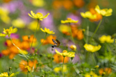 秋の花園