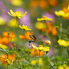 秋の花園