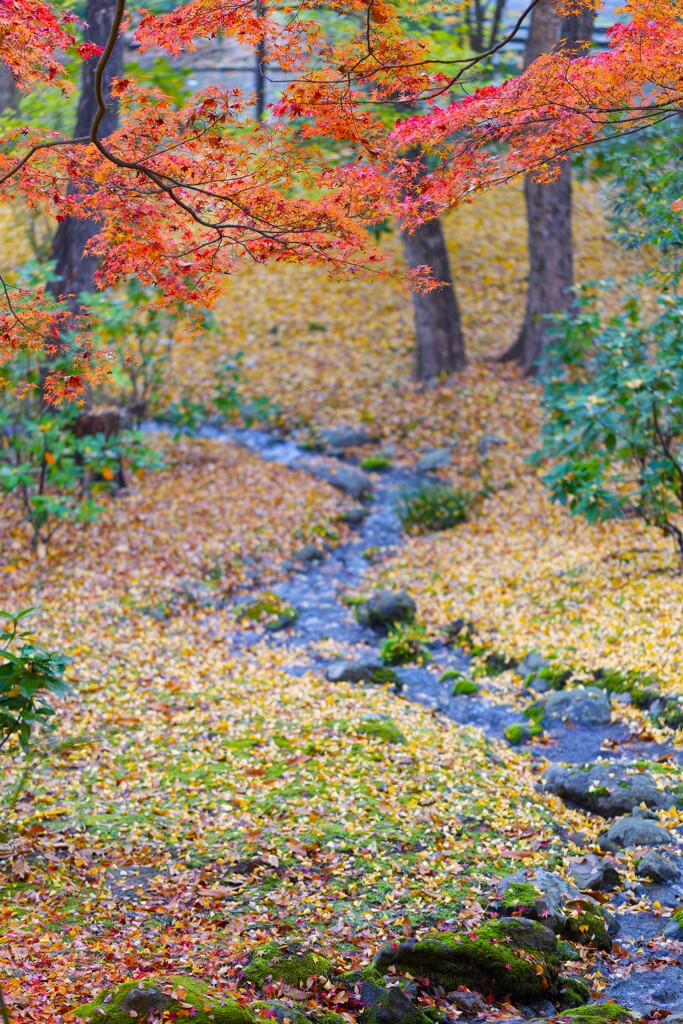 彩りのせせらぎ