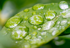 雫の中の森