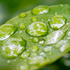 雫の中の森