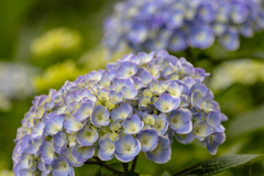 紫陽花