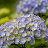 紫陽花