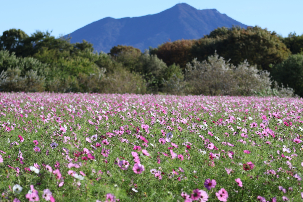 筑波山とコスモス