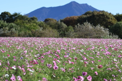 筑波山とコスモス 筑波山とコスモス