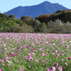 筑波山とコスモス