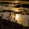 夕陽に染まる土筆