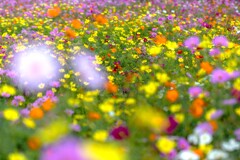 彩りの楽園
