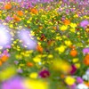 彩りの楽園