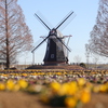Windmill