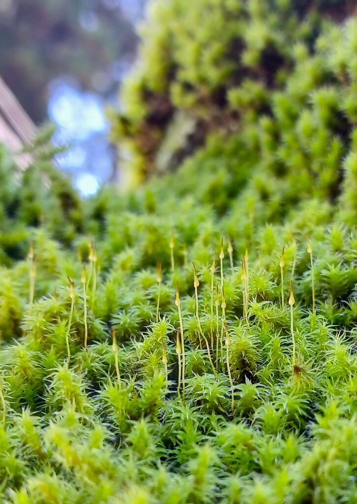 苔の世界