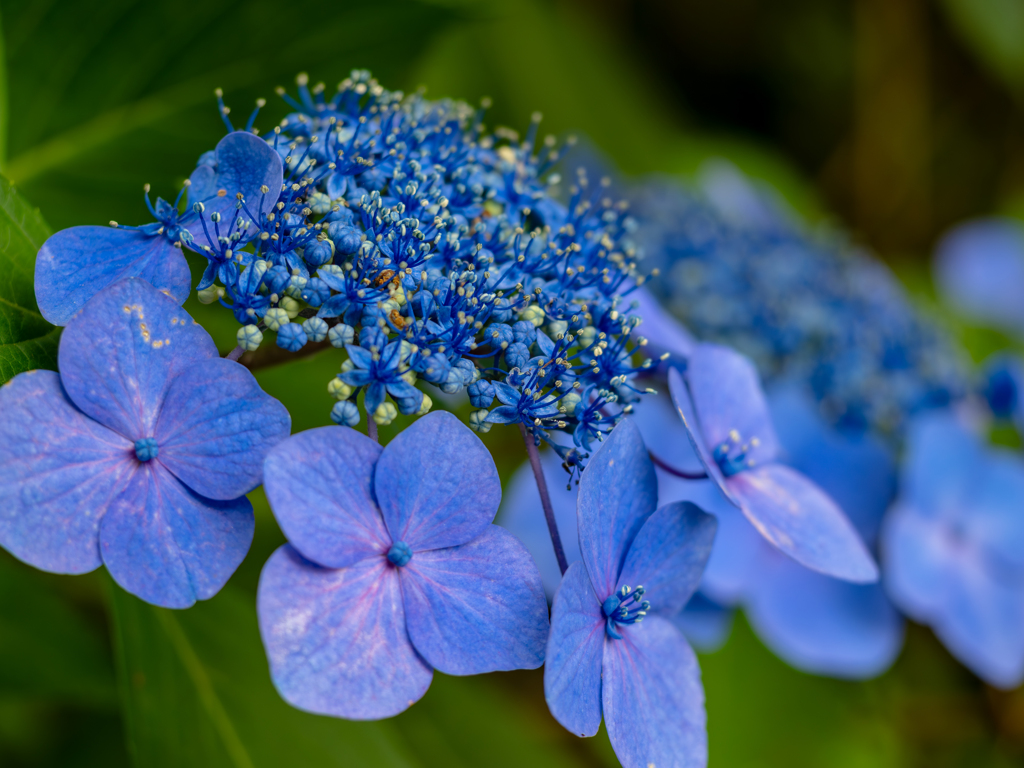 紫陽花