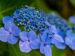 紫陽花