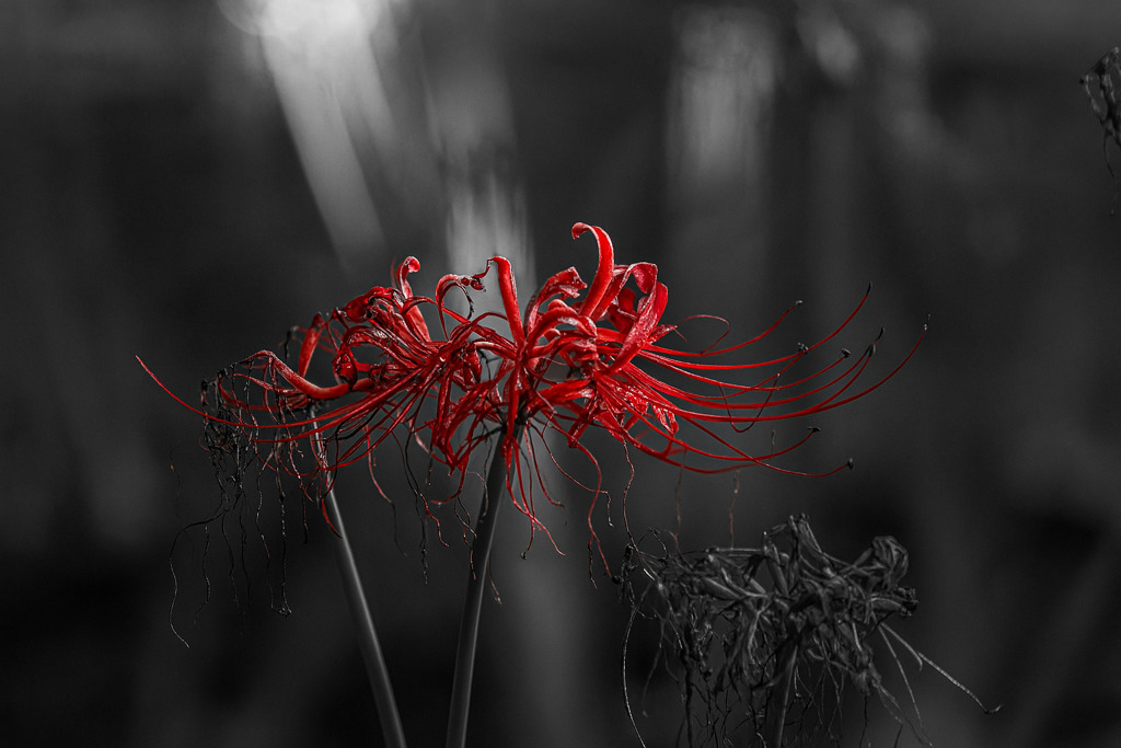 紅の余韻