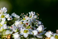 蕎麦の花