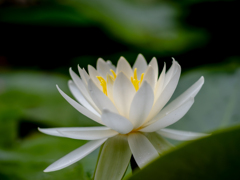 静寂に咲く