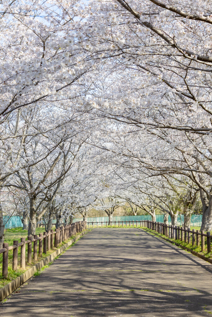 桜トンネル