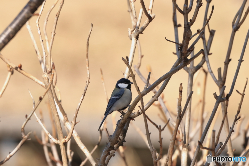 近所の野鳥