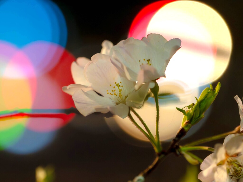 夜桜