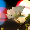 夜桜