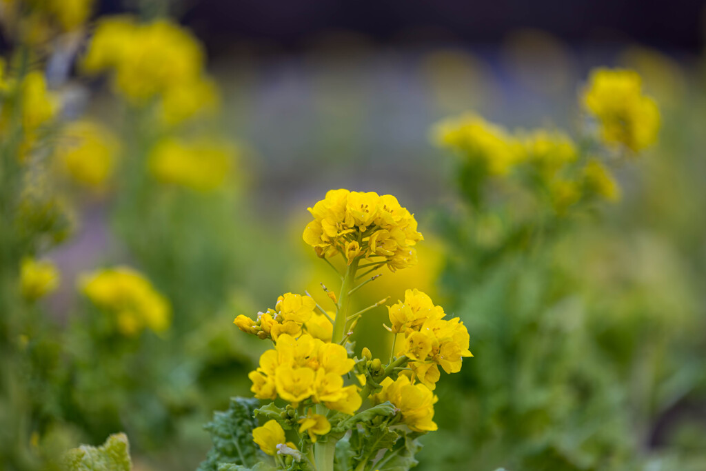 菜の花