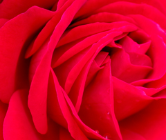 深紅の薔薇