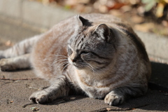 ヘビー級の休息