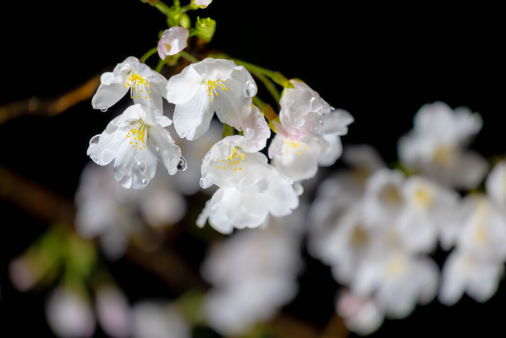 雨上がりの夜桜