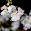 雨上がりの夜桜