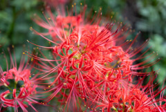 曼珠沙華
