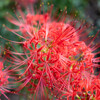 曼珠沙華