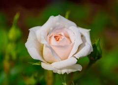 白薔薇
