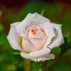 白薔薇