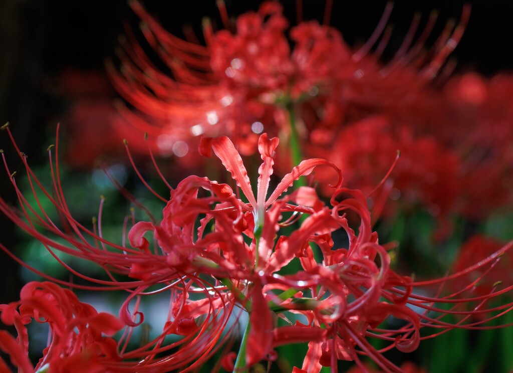 静寂の紅